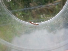 Argyresthia bonnetella