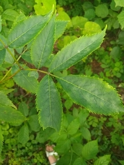 Erysiphe vanbruntiana