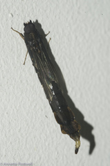 Lymexylidae