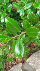 Aquifoliaceae
