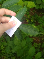 Erysiphe vanbruntiana