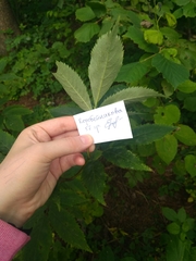 Erysiphe vanbruntiana