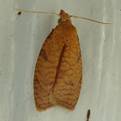 Cenopis reticulatana