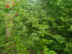 Erysiphe vanbruntiana