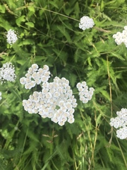 Achillea millefolium