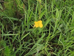 Ludwigia hirtella