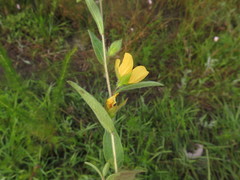 Ludwigia hirtella