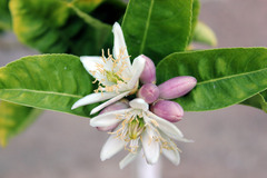 Citrus medica