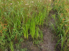 Xyris laxifolia iridifolia