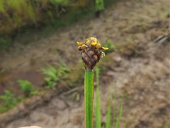Xyris laxifolia iridifolia