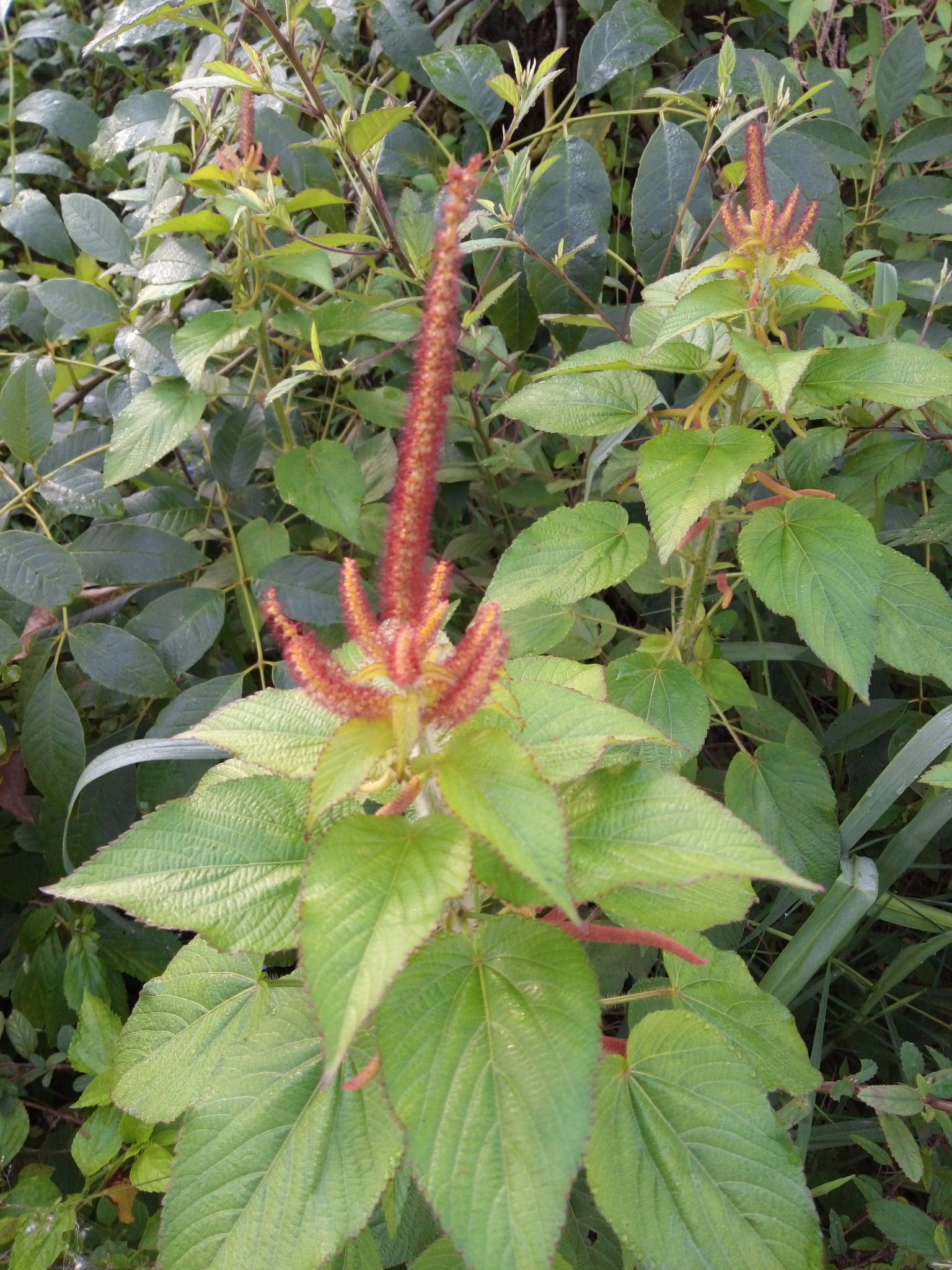 Acalypha ocymoides Kunth