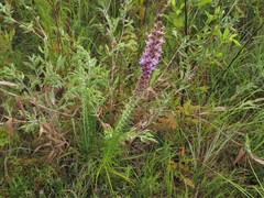 Liatris pycnostachya pycnostachya