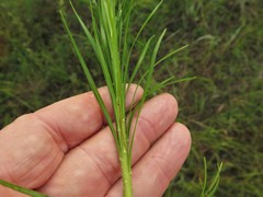 Liatris pycnostachya pycnostachya