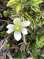 Anemone parviflora