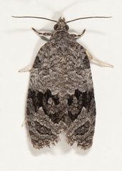 Apotomis removana