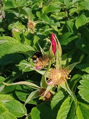 Bombus