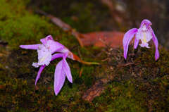 Pleione praecox