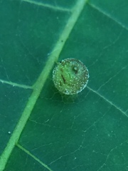 Caryomyia viscidolium
