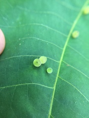 Caryomyia viscidolium
