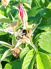 Bombus