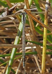 Enallagma durum