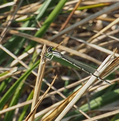Enallagma durum