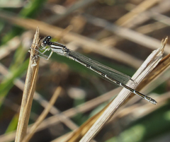 Enallagma durum