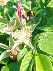 Bombus