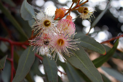 Eucalyptus torquata