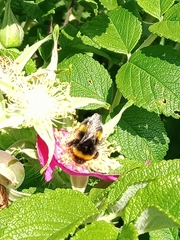 Bombus