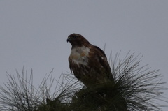 Buteo jamaicensis