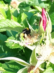 Bombus