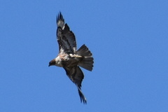Buteo jamaicensis