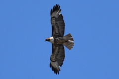 Buteo jamaicensis