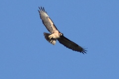 Buteo jamaicensis