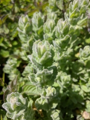 Teucrium scordium