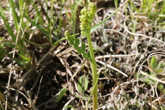 Botrychium spathulatum