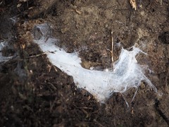 Porrhothele antipodiana