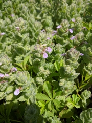 Teucrium scordium