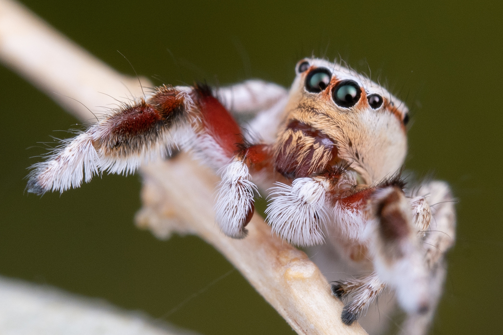 Habronattus tranquillus