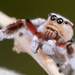 Habronattus tranquillus - Photo (c) Marshal Hedin, some rights reserved (CC BY-NC-SA), uploaded by Marshal Hedin
