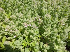 Teucrium scordium