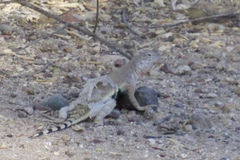 Callisaurus draconoides ventralis