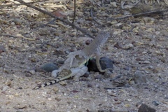 Callisaurus draconoides ventralis
