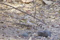 Callisaurus draconoides ventralis