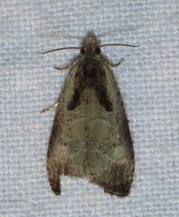 Olethreutes punctanum