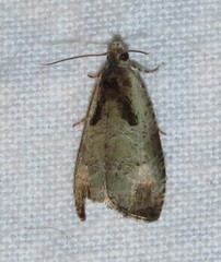 Olethreutes punctanum