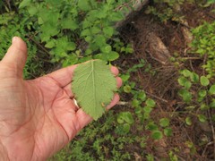 Eupatorium cordigerum