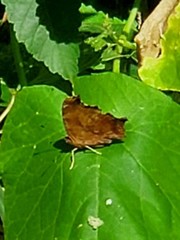 Polygonia interrogationis
