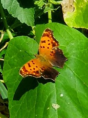 Polygonia interrogationis
